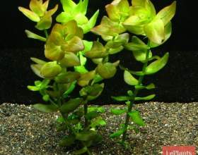 ������ ����� фото