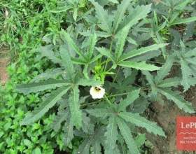 ���� (�����, ����, ������ ��������) фото