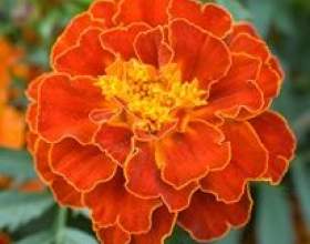 ����������� фото