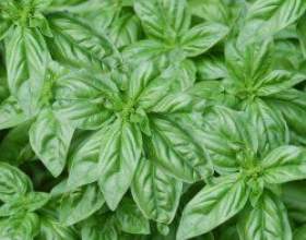 ������: �������, �����������, ������ фото