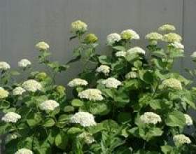 ���� ���� фото