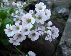 ���������� ����� �������� фото
