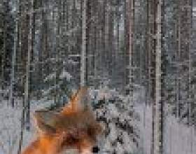 ������� ������ � ��������� фото