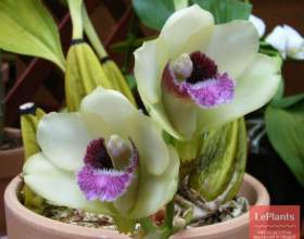 ��������� фото