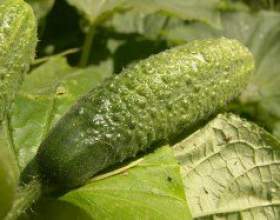 ��������� ������������ � �������� фото