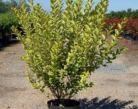 �������� ������������� (�������� �������������) фото