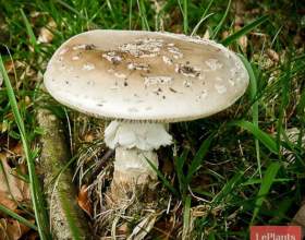 ���� ������� фото