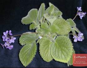 ���� ����������� (������ ������) фото