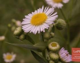 ������ ���������� фото