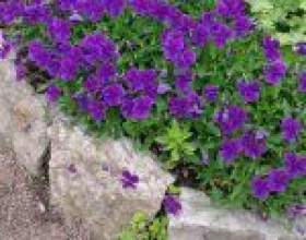 ������ � ���� фото
