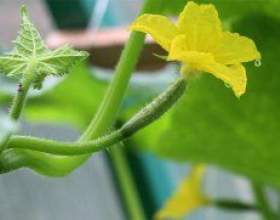 ��������� - ������������ ������� ��� ����� ������ фото