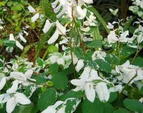 ����� �������� (����� ������) фото