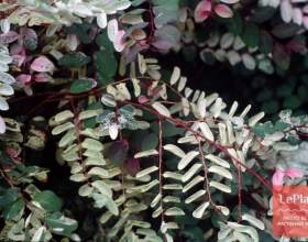 ����� ����������� (����� �����������) фото