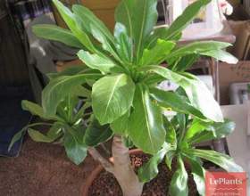 ������� ������ (��������� ������ ������� �������) фото