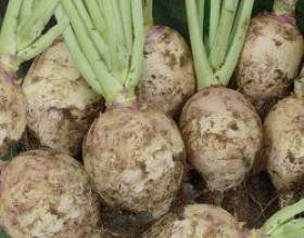 ������: �����������, ������, ��������� фото