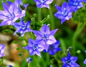 ������ � ������������ ������� фото