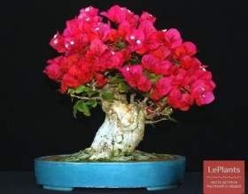 ���������� ���� (����������� ����) фото