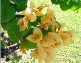 ���������� фото