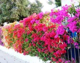 ���������. ������ � ����������� фото