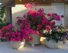 ��������� фото