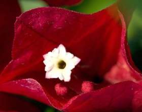 ��������� фото