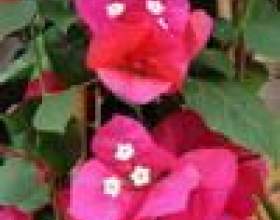 ��������� фото