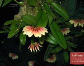 ������������ ���� фото