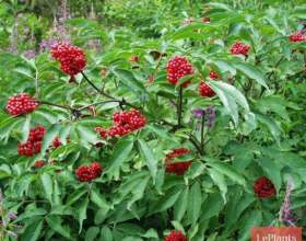 ������ ���������� (������ �������) фото