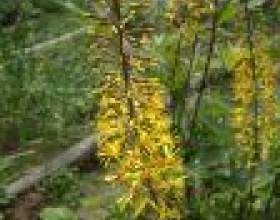 �������, ������� (ligularia) фото