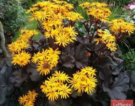 ������� ��������� `����-��� ��������` фото