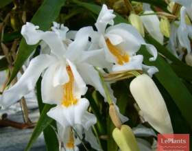 ������� ����������� (�������� �������) фото