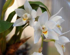 ������� ���� фото