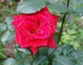 �����-������� ������� ��� ���������� фото