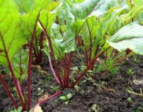 ��� ���� �����? фото