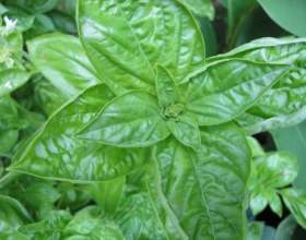 ��� �������� ������ � �� ���� ���������� фото