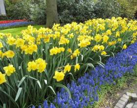 ��� ������� ����������� �� �����������? фото