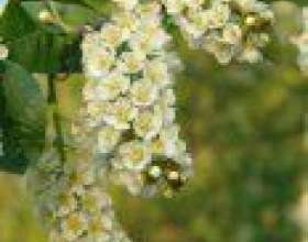 �������� - ������� ����� фото
