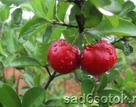 ������� - ����������� � ������ фото