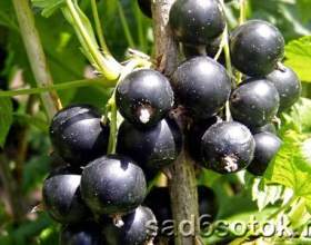 ����� ��������� - ������ ����������� ������� фото