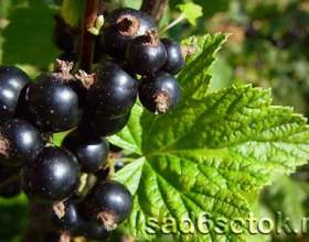 ����� ��������� фото