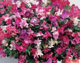 ���� ������� (�������� �������) фото
