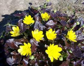 ������ - �������-������ ������� фото