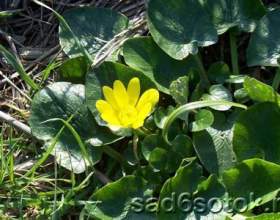 ������ �������� (ranunculus ficaria) фото