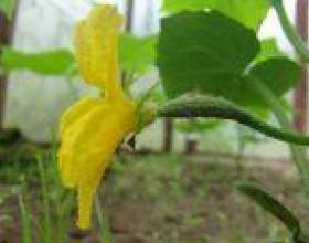 �� ������, ��� �������� ��������� ����� фото