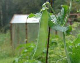 �� ������� ��������? фото