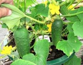 �� ������� ����� ��� ����������� ����� � ������� фото