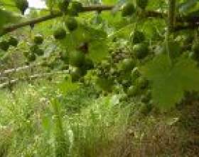 �� ���� �����������? фото