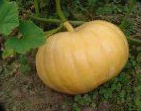 �� "�쳺" ������? фото