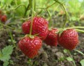 ��� ��������� ��������� ������ ������ фото