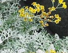 �������� ���������� фото